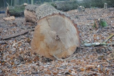 Під Луцьком попрацювали «сарумани». ФОТО
