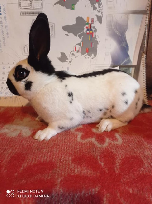 Від англійських строкачів до французьких баранчиків: волинянин розводить 12 порід кролів. ФОТО