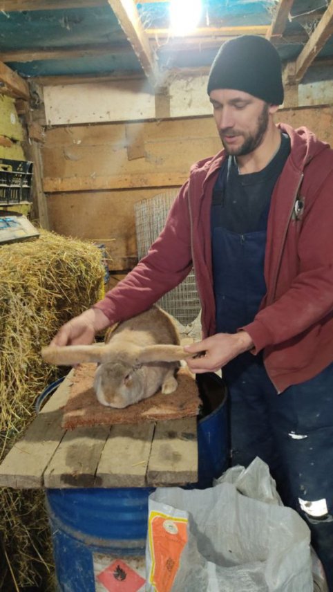 Від англійських строкачів до французьких баранчиків: волинянин розводить 12 порід кролів. ФОТО