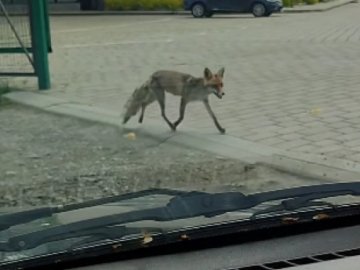 Худа й облізла: біля Луцька на території житлового комплексу вже місяць розгулює лисиця