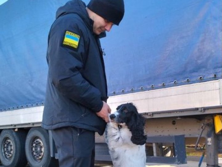 Як службові собаки допомагають шукати наркотики на волинському кордоні. ФОТО, ВІДЕО