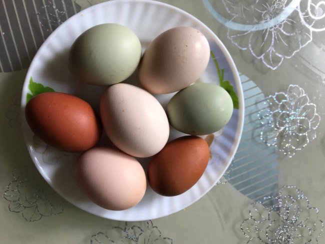 Волинянка розводить курей, що несуть кольорові яйця. ФОТО