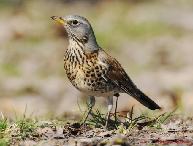 Птахи рівнодення: чудові світлини від луцького фотографа