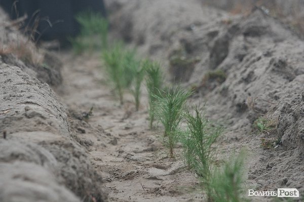 На Волині священики висадили понад 1025 сосен. ФОТО