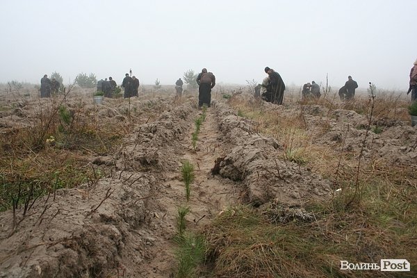 На Волині священики висадили понад 1025 сосен. ФОТО