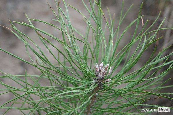 На Волині священики висадили понад 1025 сосен. ФОТО