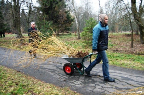 У Центральному парку Луцька чиновники і молодь садили дерева
