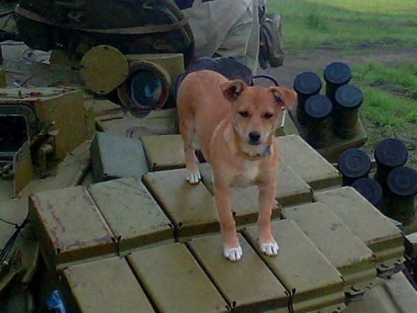 Фото з передової: військові та їх улюбленці. ФОТО