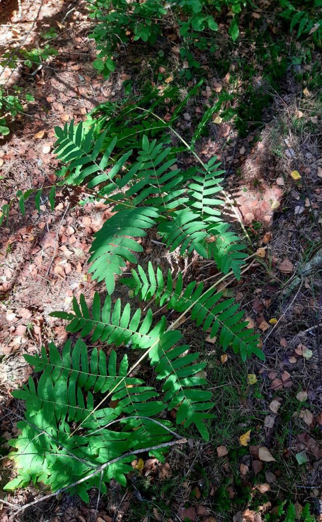 У національному парку на Волині знайшли унікальну рідкісну рослину. ФОТО