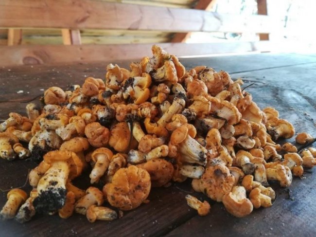 Волинянка поділилась світлинами грибного «улову». ФОТО