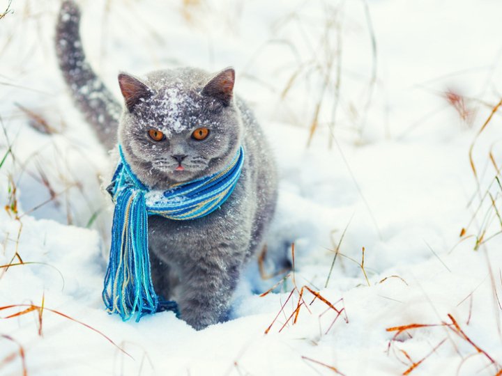 Якою буде погода в Луцьку та на Волині у неділю, 28 грудня