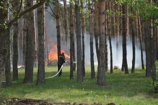 Літо у лісі: відпочивальникам радість, лісівникам – посилена охорона