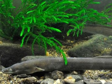 Не можна ловити, продавати і купувати: волинські прироохоронці нагадали, що вугор занесений в Червону книгу