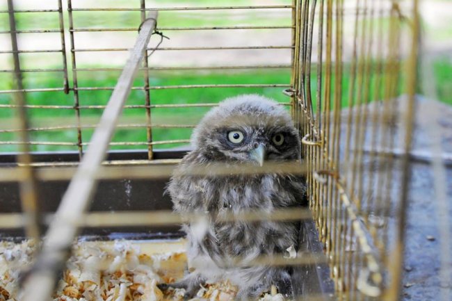 Як у Луцькому зоопарку рятують покинуту пернату малечу
