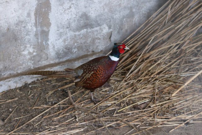 На Волині переселенець з Луганщини  взявся за розведення фазанів