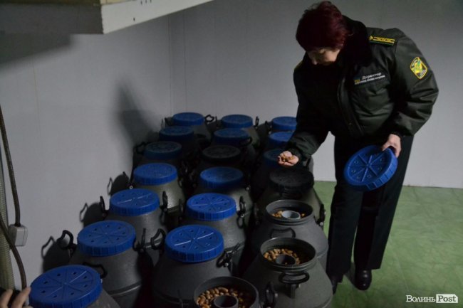 Банк насіння, плантації, шишкосушарки: як на Волині готують «нові ліси»