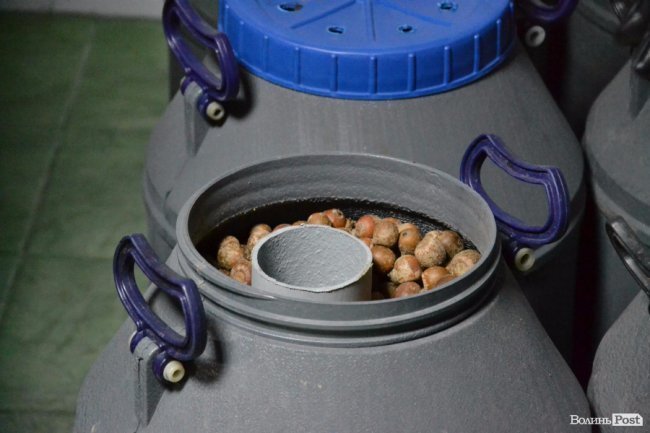 Банк насіння, плантації, шишкосушарки: як на Волині готують «нові ліси»