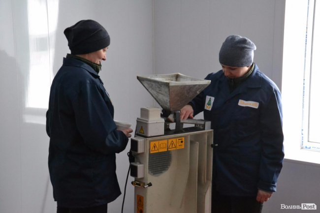 Банк насіння, плантації, шишкосушарки: як на Волині готують «нові ліси»