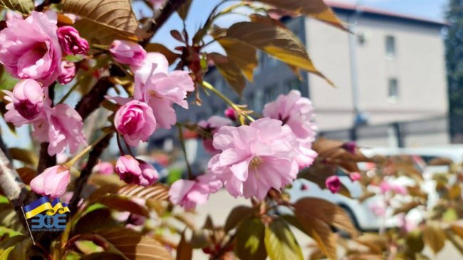 Де лучанам помилуватися сакурами та зробити неймовірні фото. ЛОКАЦІЇ