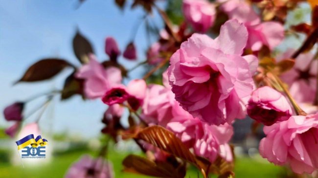 Де лучанам помилуватися сакурами та зробити неймовірні фото. ЛОКАЦІЇ