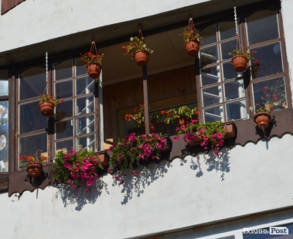 Місто, яке я люблю. Квіти Луцька