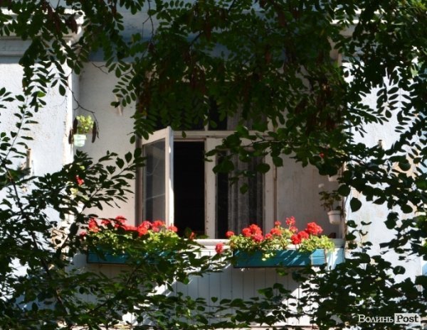 Місто, яке я люблю. Квіти Луцька