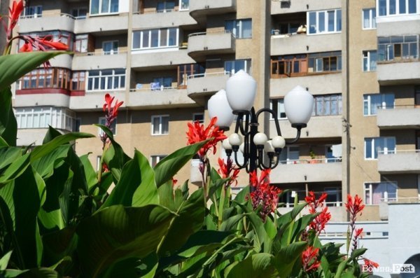 Місто, яке я люблю. Квіти Луцька