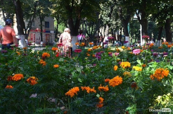 Місто, яке я люблю. Квіти Луцька