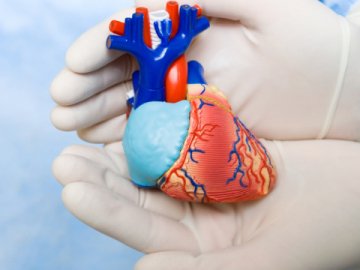 Волинський кардіохірург повідомив, що розробка штучних сердець – на стадії завершення