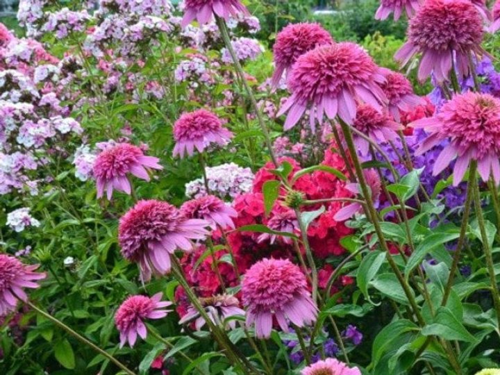 Який багаторічник можна посадити зараз: пишно і рясно цвістиме від червня до кінця жовтня