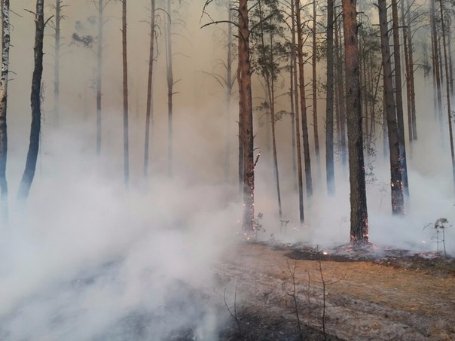 Під Луцьком кілька днів горів ліс. ФОТО
