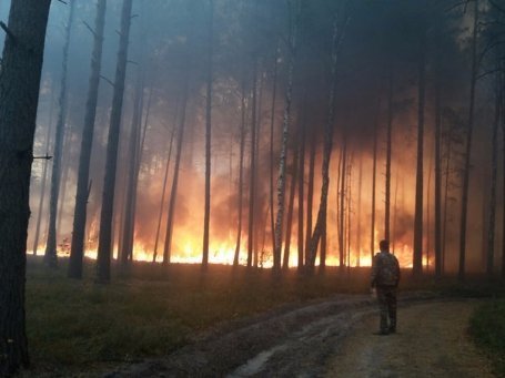 Під Луцьком кілька днів горів ліс. ФОТО