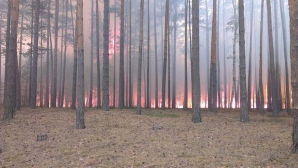 Під Луцьком кілька днів горів ліс. ФОТО