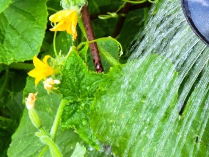 Коли поливати огірки та як це краще робити