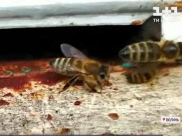 У селі на Волині між сусідами відбуваються «бджолині війни». ВІДЕО
