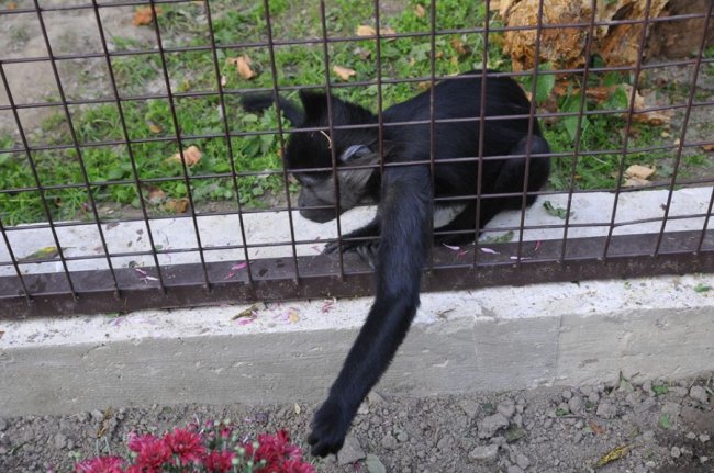 У Луцькому зоопарку – поповнення. ФОТО