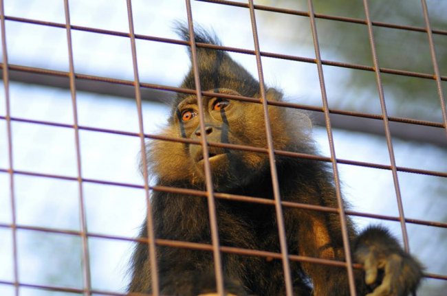 У Луцькому зоопарку – поповнення. ФОТО