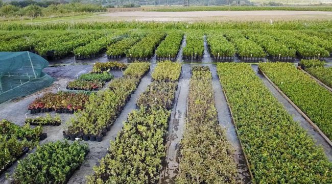 Овочевий кошик – просто до дверей: у Луцьку працює служба із корисною доставкою*