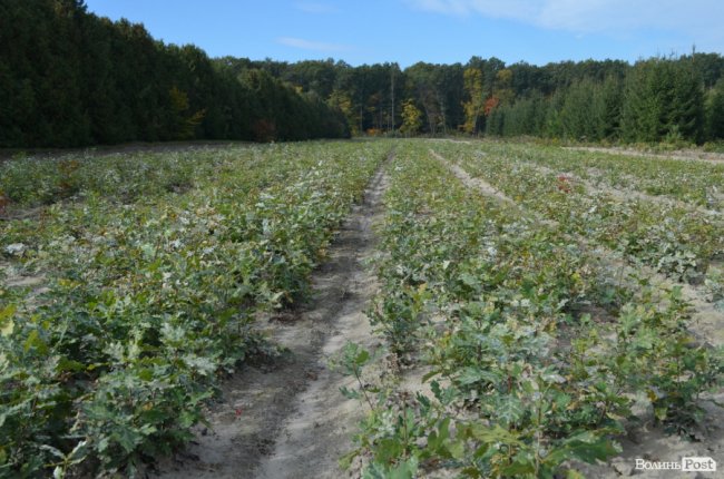 «Засіємо жолудем 16 гектарів»: волинські лісівники розпочали сіяти дуби. ФОТО