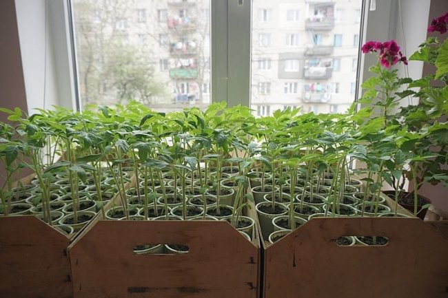 Квіти відчувають добро: як луцьке подружжя вирощує гіацинти