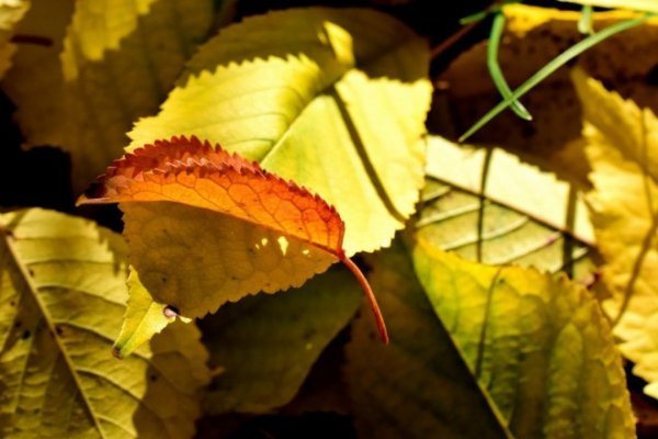 Луцьк осінній: краса на фото