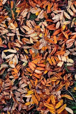 Луцьк осінній: краса на фото