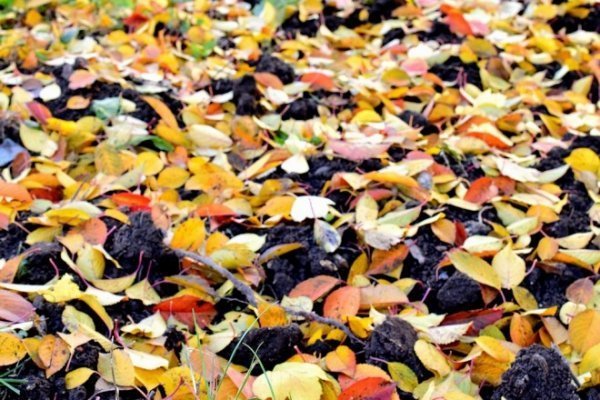 Луцьк осінній: краса на фото