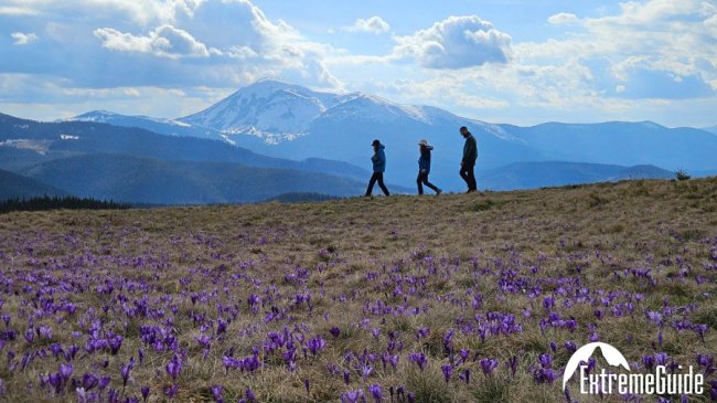 Карпати у квітах: почалося чарівне цвітіння крокусів