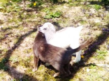 На Волині кішка стала мамою для козенят