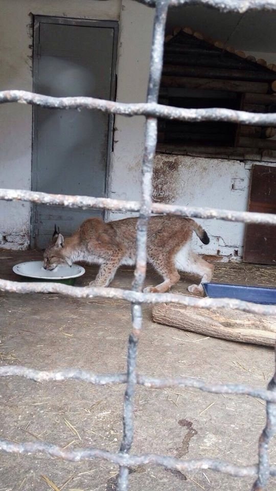 У Луцькому зоопарку нарешті сфотографували рись. ФОТО