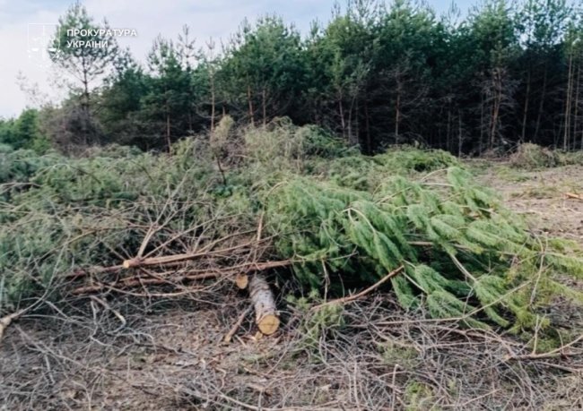 Незаконно порубали дерева: на Волині повідомили про підозру сільському голові