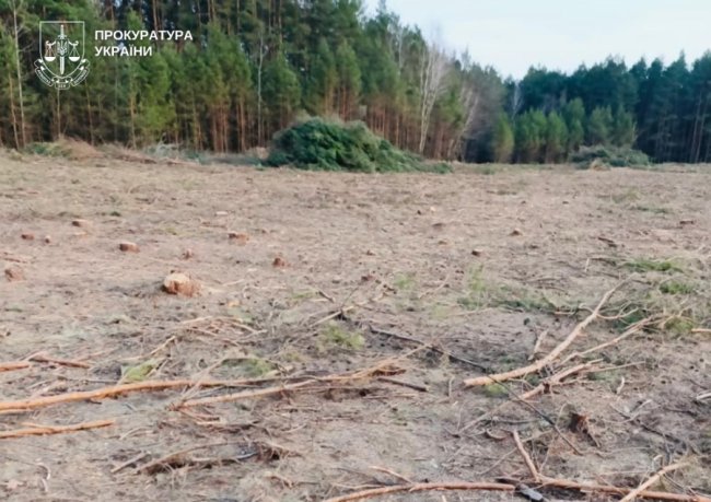 Незаконно порубали дерева: на Волині повідомили про підозру сільському голові