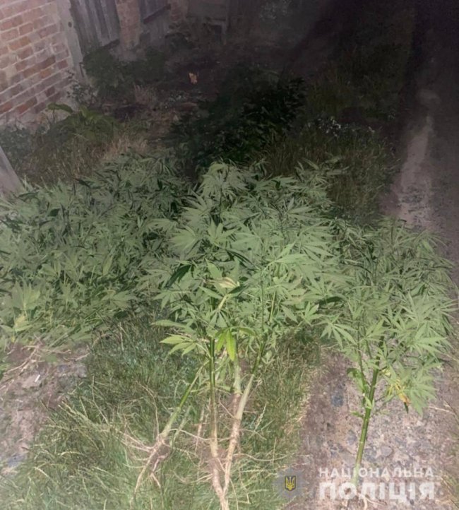 У лучанина вдома знайшли понад 100 кущів коноплі. ФОТО