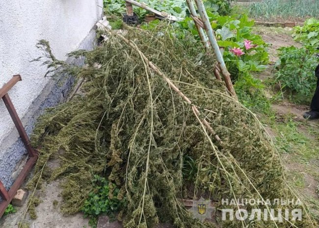 У лучанина вдома знайшли понад 100 кущів коноплі. ФОТО